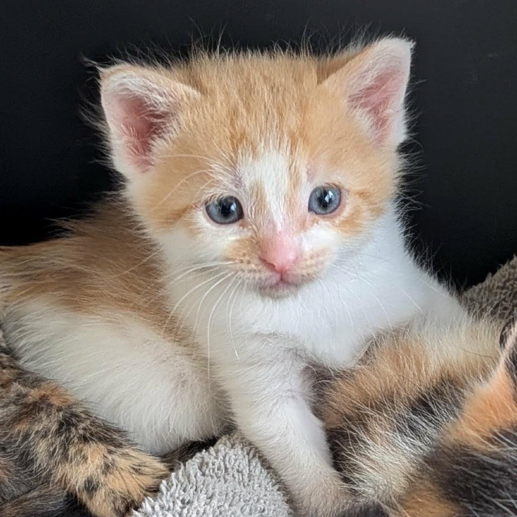 Enlarge Quinn, a Adoptable Domestic Short Hair in Calgary, AB image 6/6