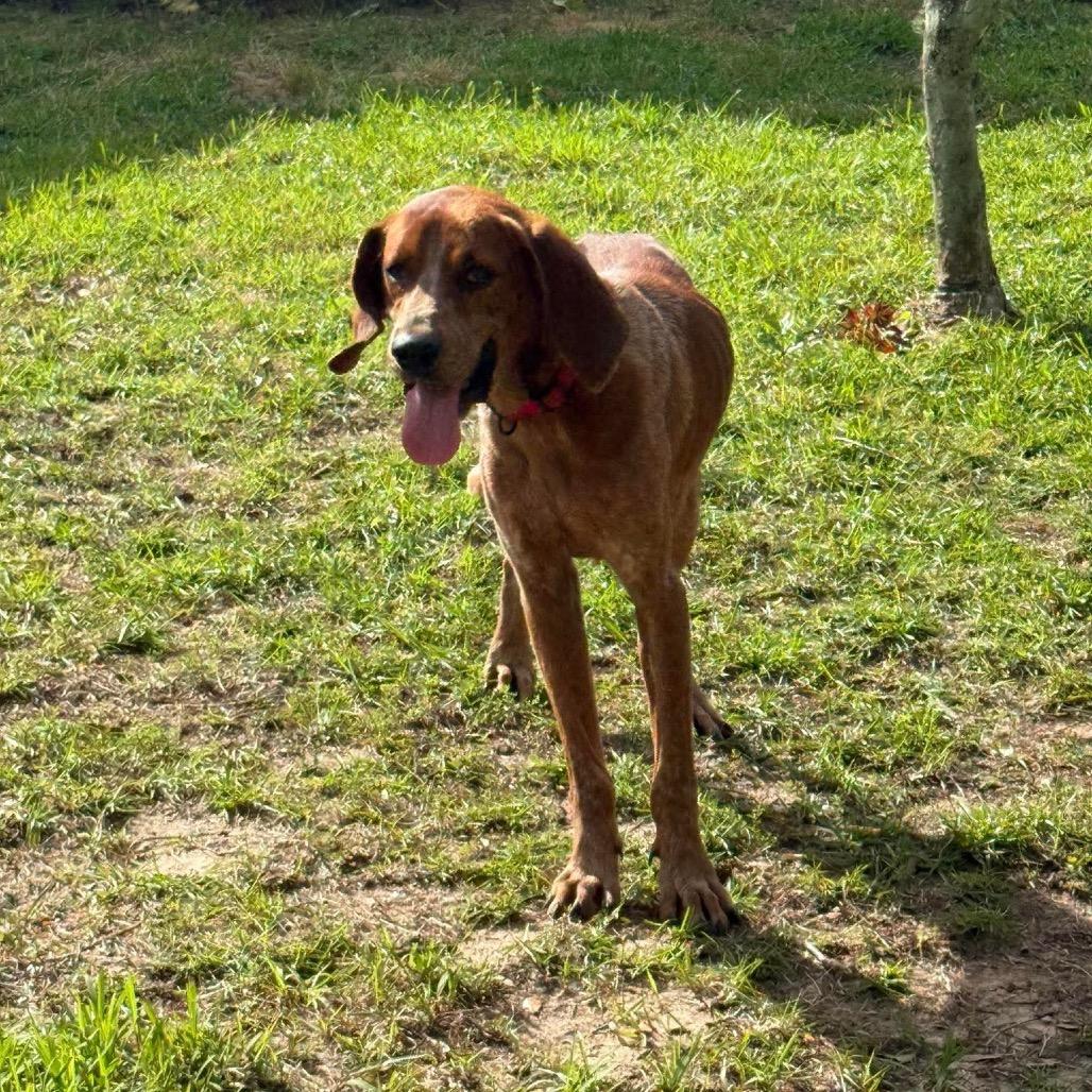 Enlarge Gunner, a Adoptable English Coonhound in Irvington, AL image 1/5