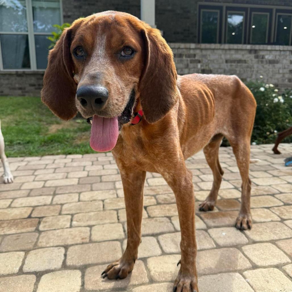 Enlarge Gunner, a Adoptable English Coonhound in Irvington, AL image 2/5