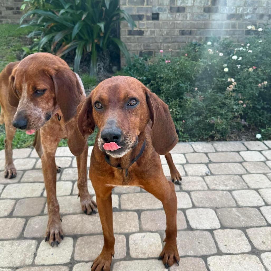 Enlarge Gunner, a Adoptable English Coonhound in Irvington, AL image 3/5