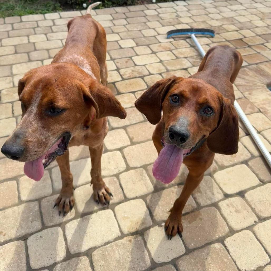Enlarge Gunner, a Adoptable English Coonhound in Irvington, AL image 4/5
