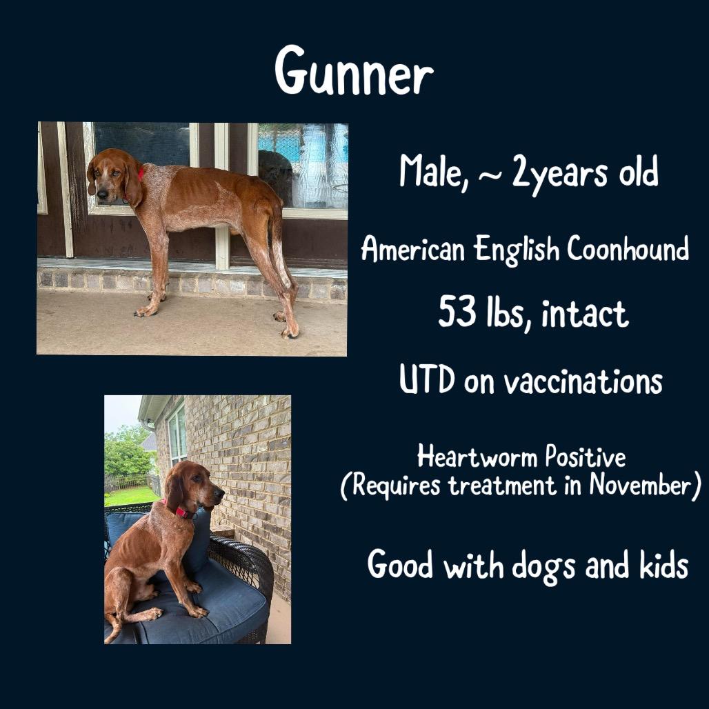Enlarge Gunner, a Adoptable English Coonhound in Irvington, AL image 5/5