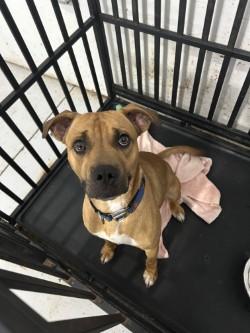 Levi, ADOPTABLE, Young Male Mixed Breed & Pit Bull Terrier.