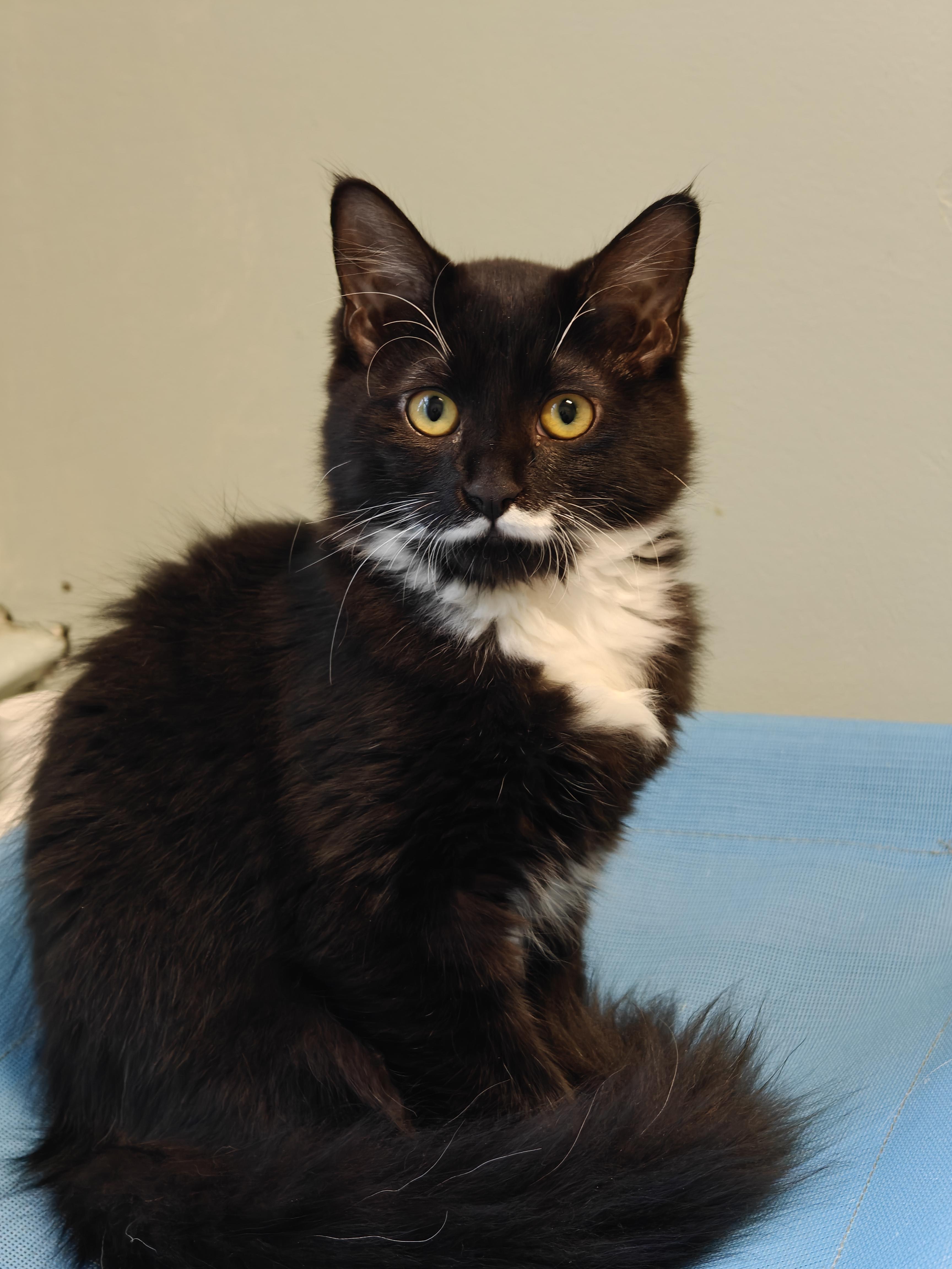 Enlarge Nautica, a Adoptable Domestic Medium Hair in New Britain, CT image 1/4