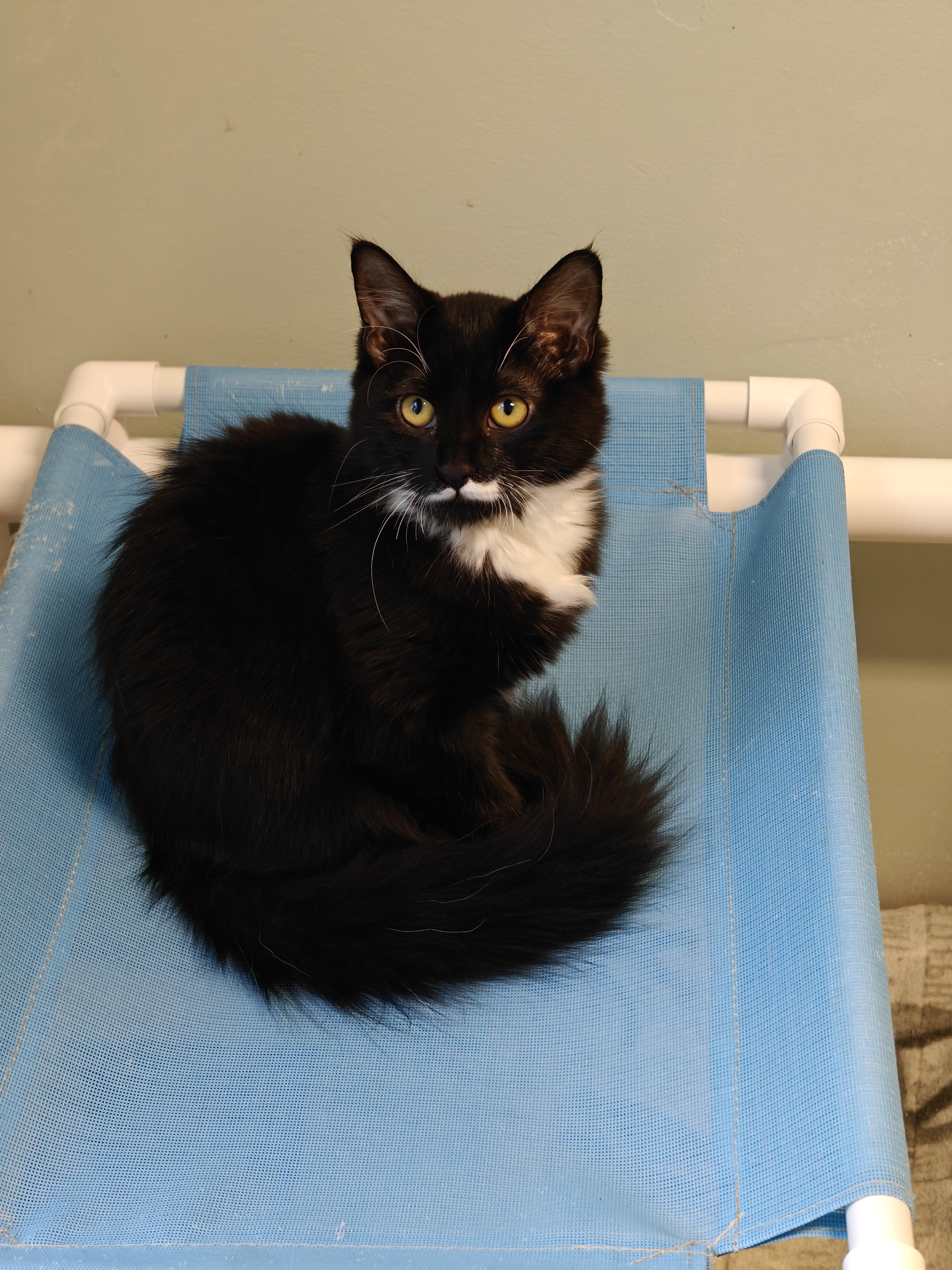 Enlarge Nautica, a Adoptable Domestic Medium Hair in New Britain, CT image 4/4