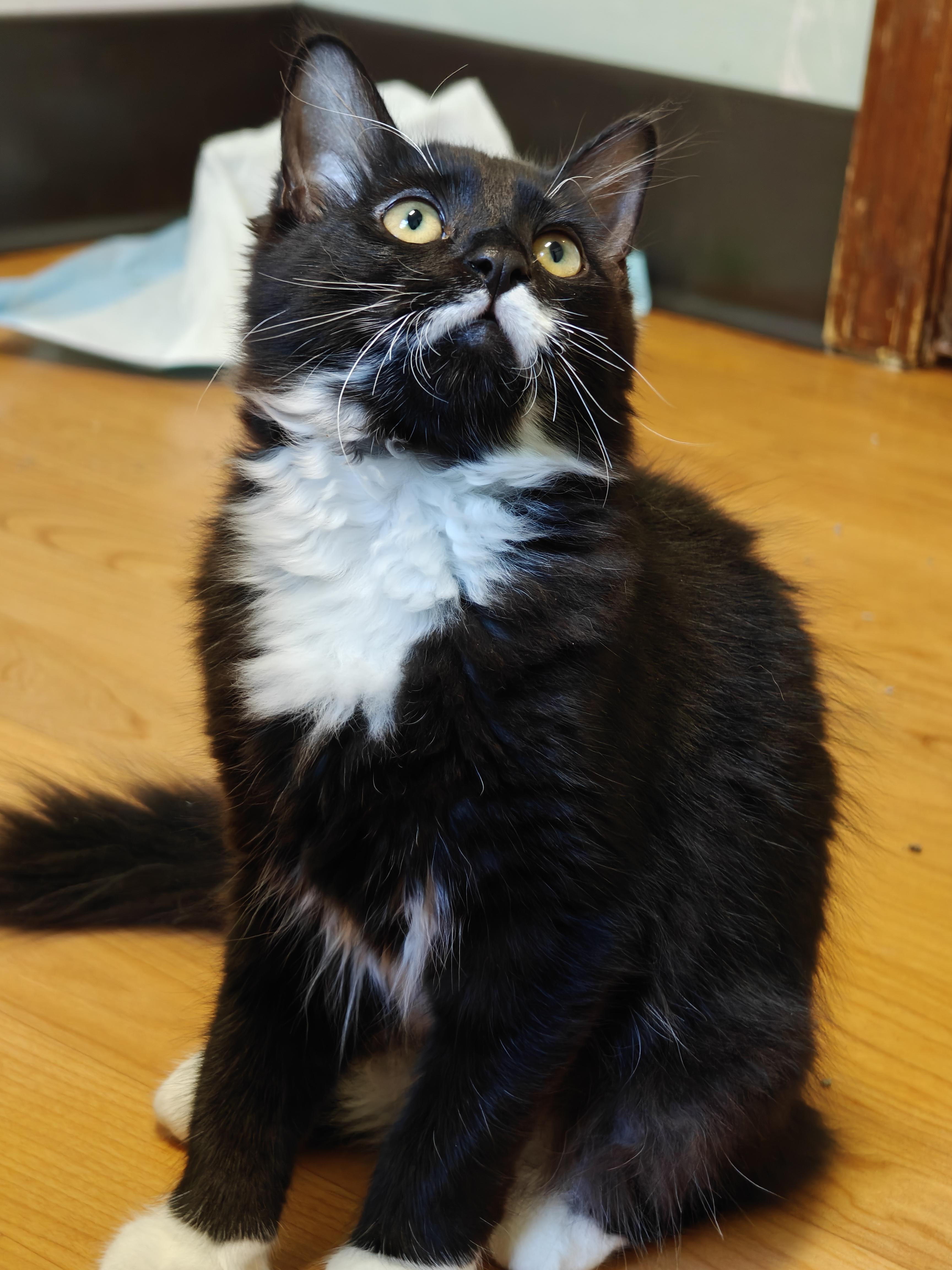 Enlarge Nautica, a Adoptable Domestic Medium Hair in New Britain, CT image 3/4