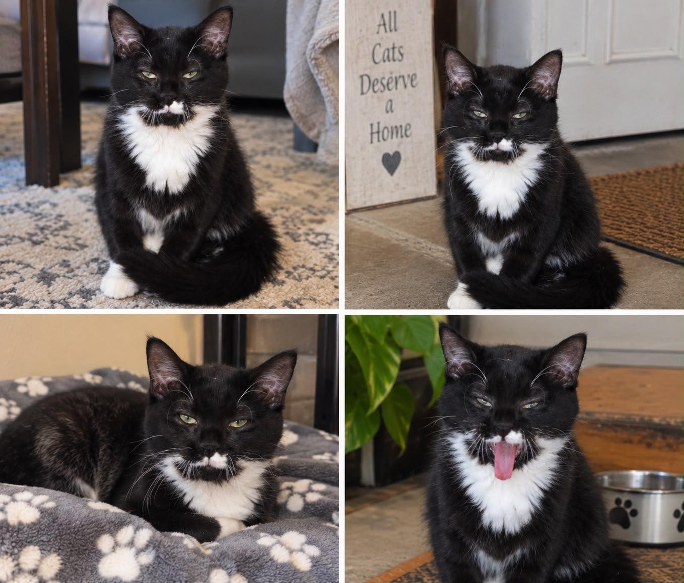 Enlarge Nautica, a Adoptable Domestic Medium Hair in New Britain, CT image 2/4
