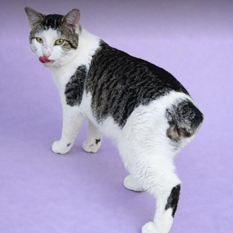 Enlarge Cole (26-1290), a Adoptable Domestic Short Hair in Gordonsville, TN image 1/1