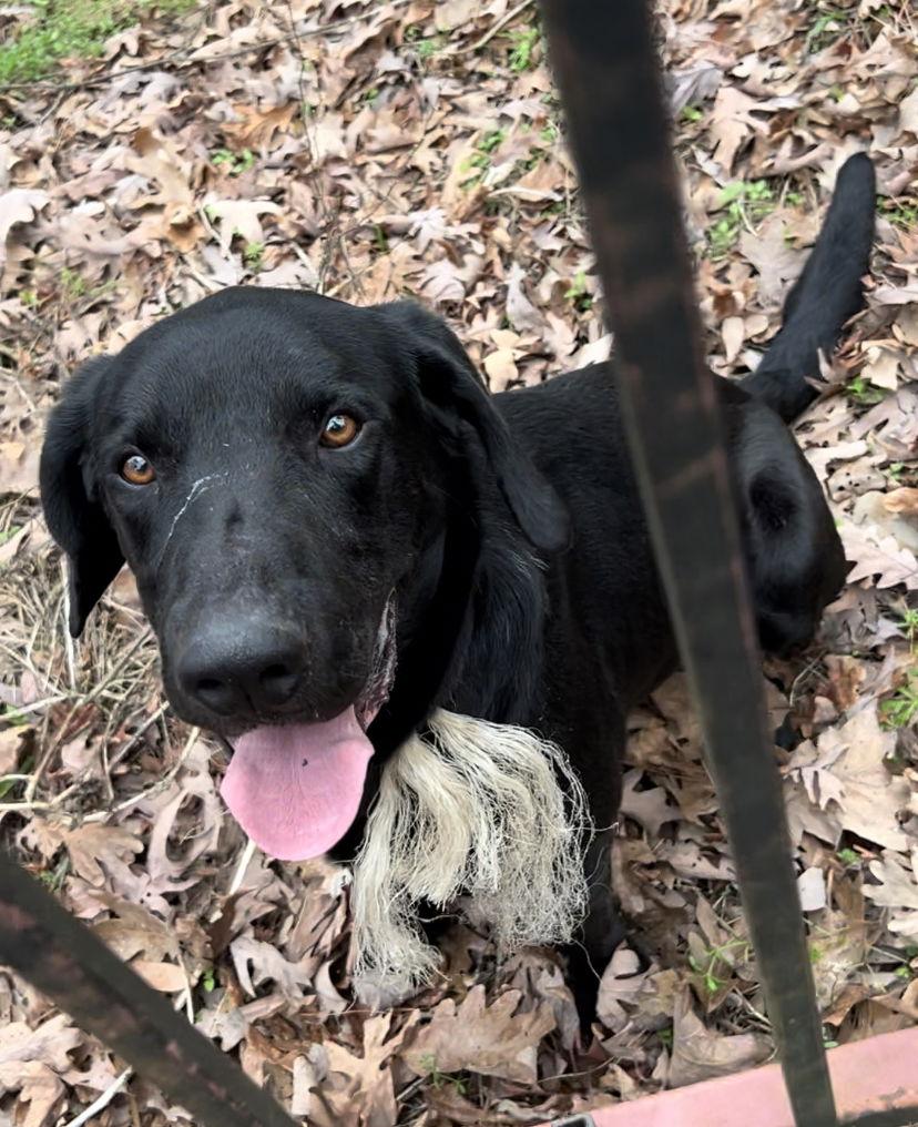 Bob Barker, a Adoptable Labrador Retriever in The Woodlands, TX image 2/2