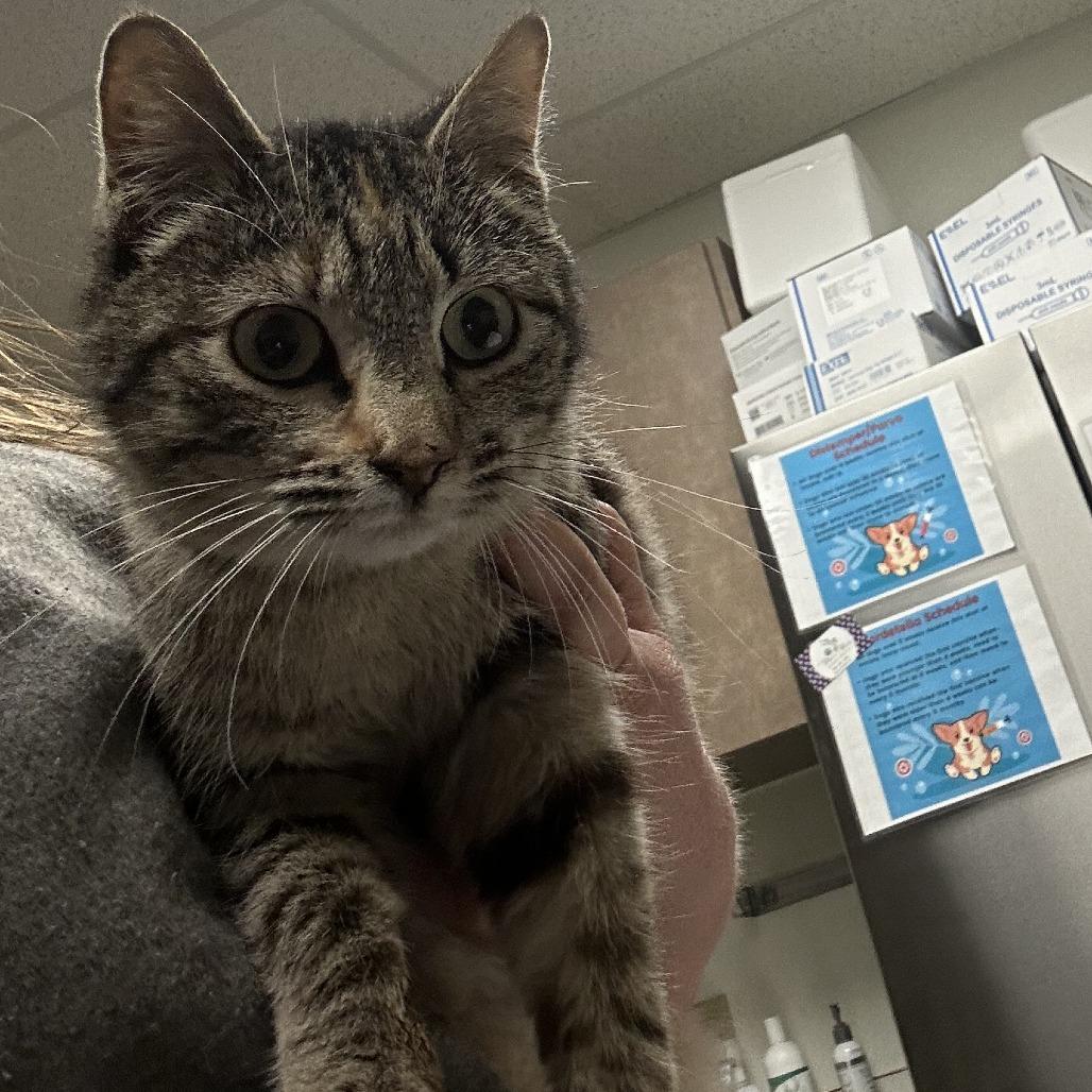 Americano, Adoptable, Adult Female Domestic Short Hair.