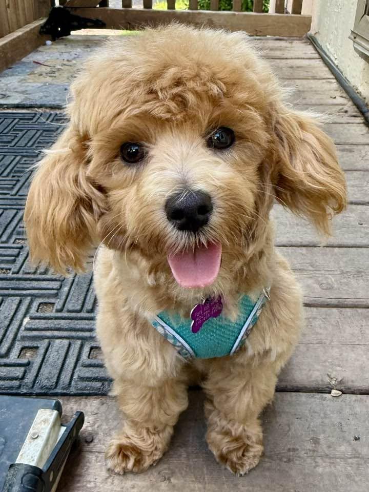 Noodles, Adopted, Puppy Male Poodle & Maltese.
