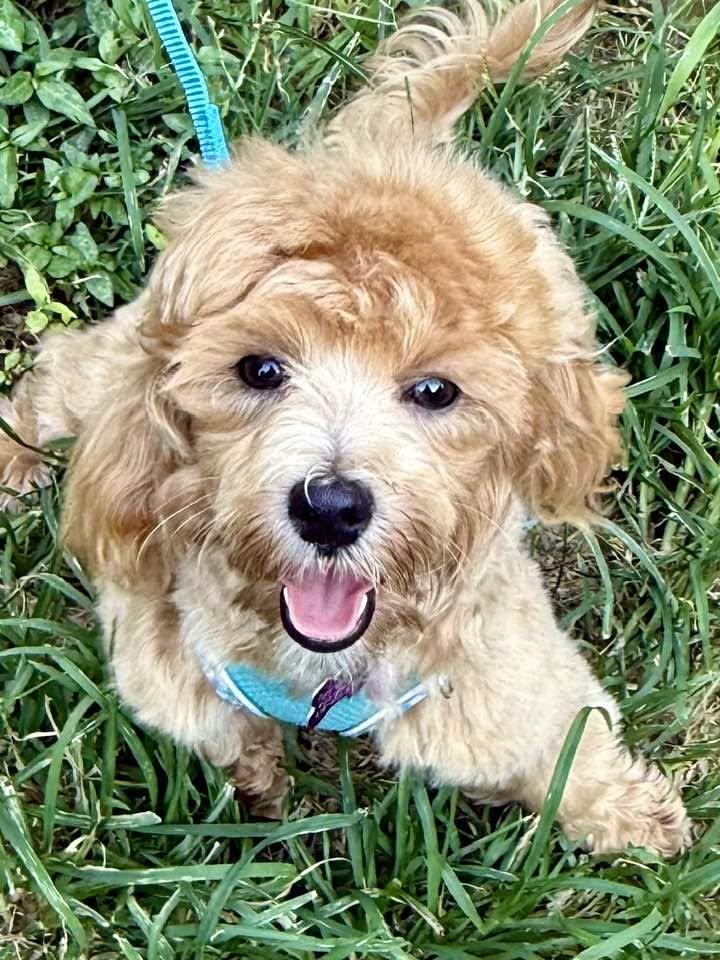 Noodles, a Adopted mixed breed in Lee's Summit, MO image 2/3