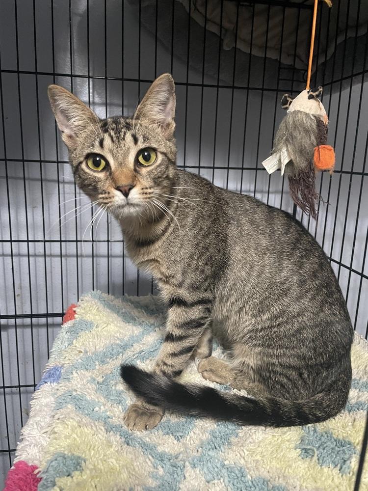 Chippy, Adoptable, Kitten Male Domestic Short Hair.