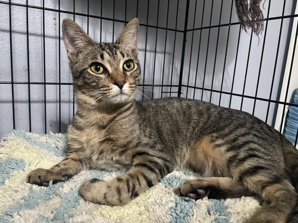 Enlarge Chippy, a Adoptable Domestic Short Hair in Orlando, FL image 2/6