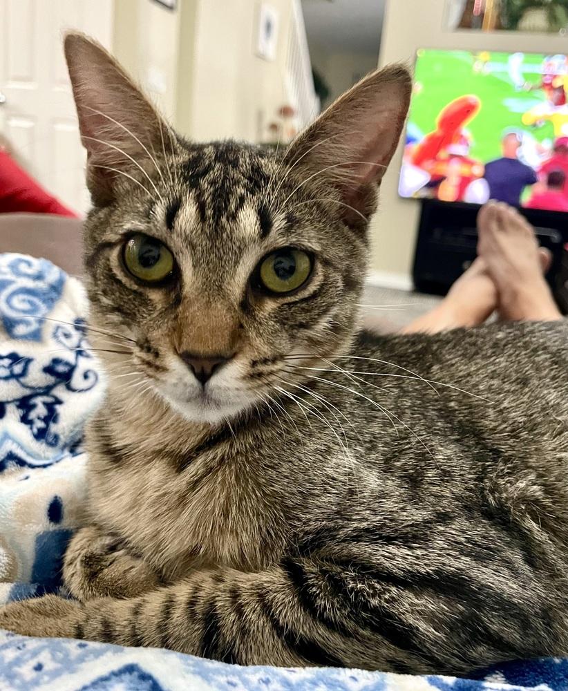 Enlarge Chippy, a Adoptable Domestic Short Hair in Orlando, FL image 3/6