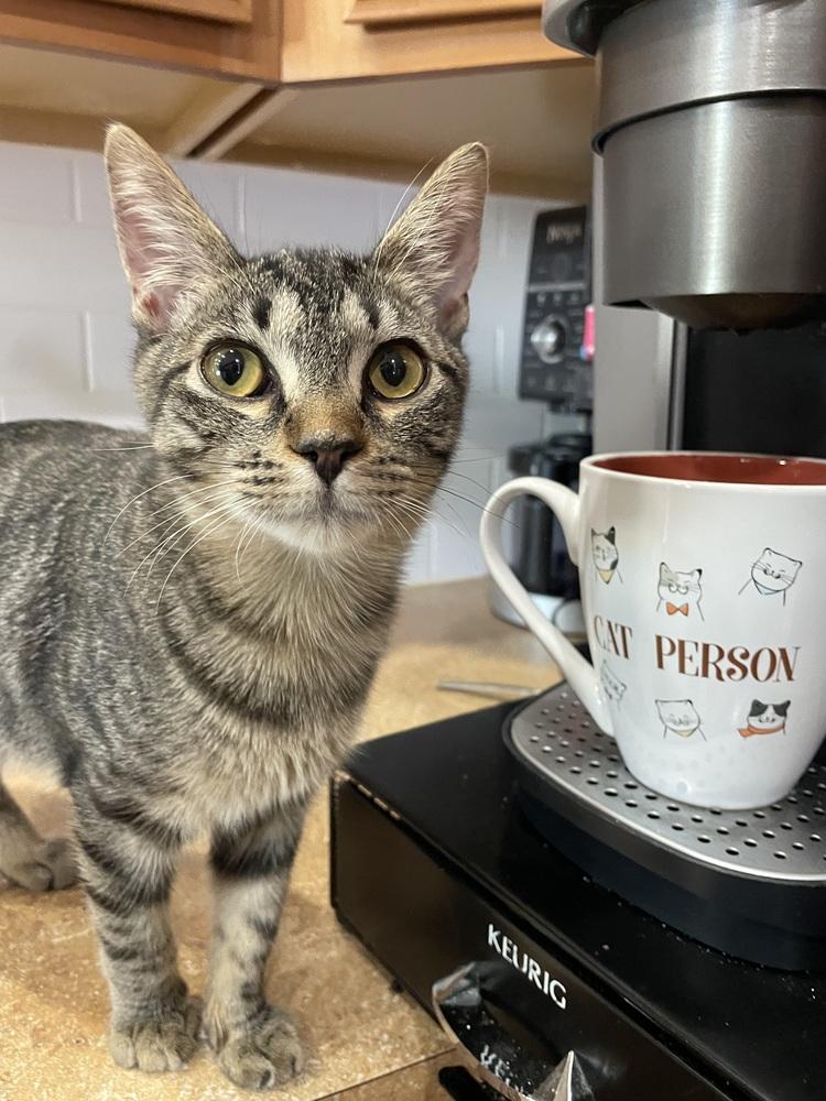 Enlarge Chippy, a Adoptable Domestic Short Hair in Orlando, FL image 5/6