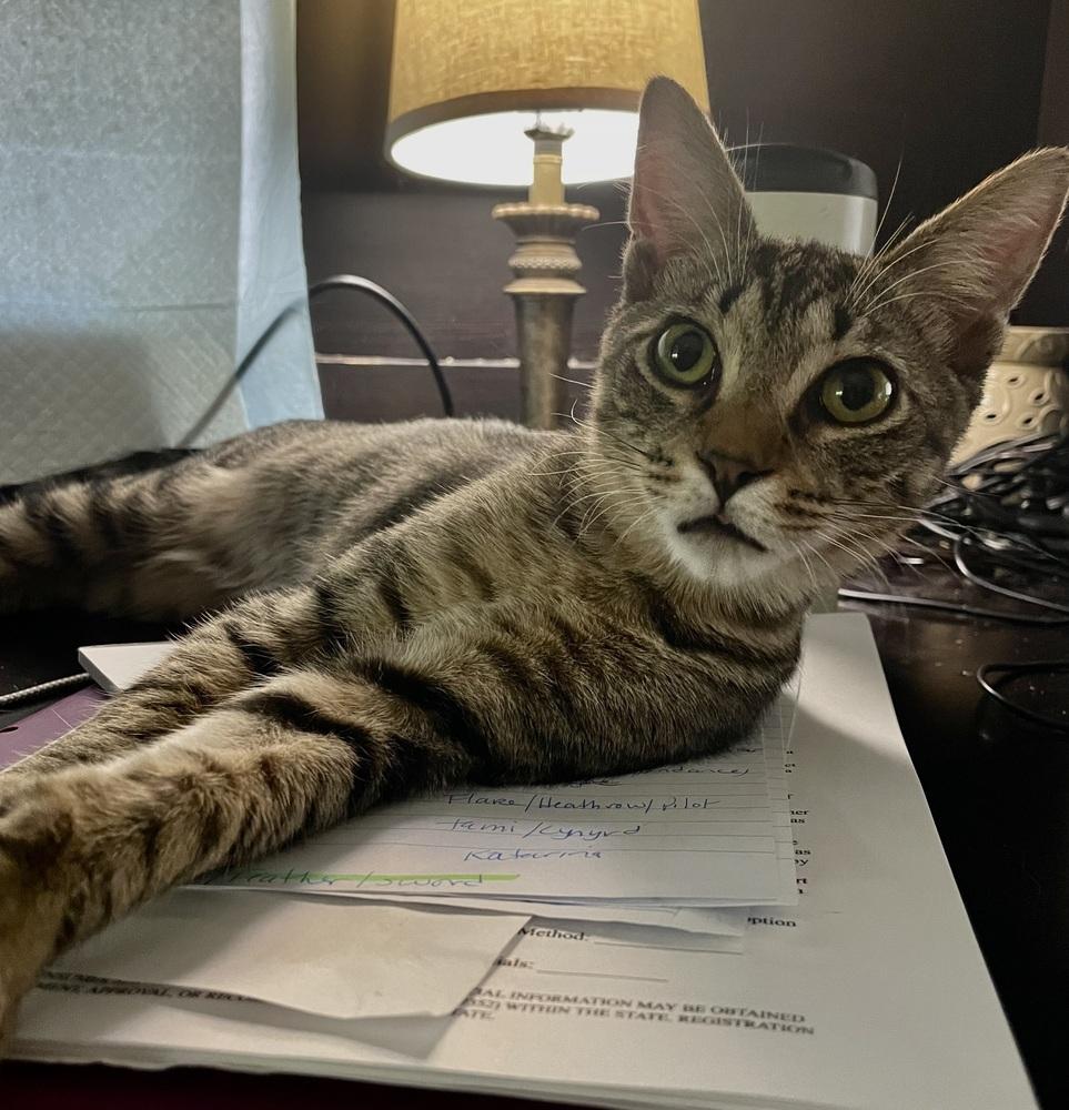 Enlarge Chippy, a Adoptable Domestic Short Hair in Orlando, FL image 6/6