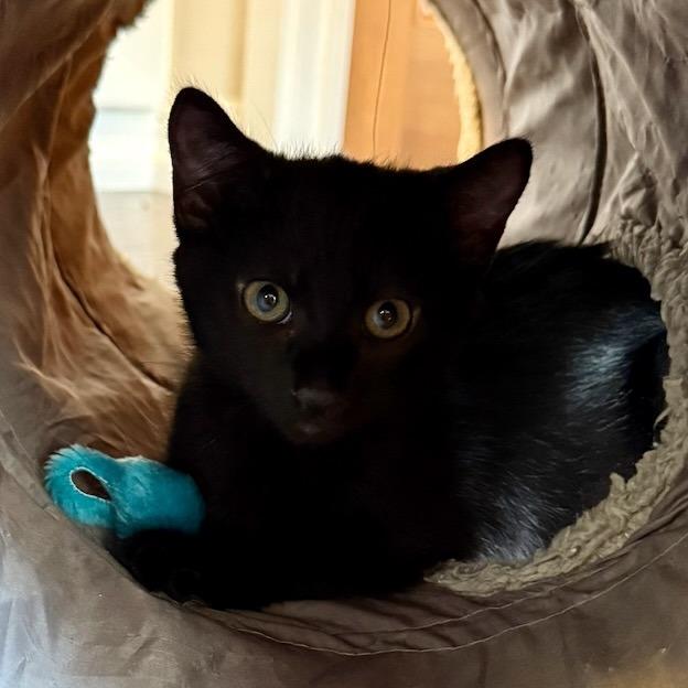 Enlarge Koda, a Adoptable Domestic Short Hair in Pleasanton, CA image 1/3
