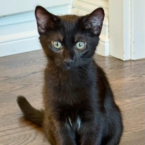 Enlarge Koda, a Adoptable Domestic Short Hair in Pleasanton, CA image 2/3