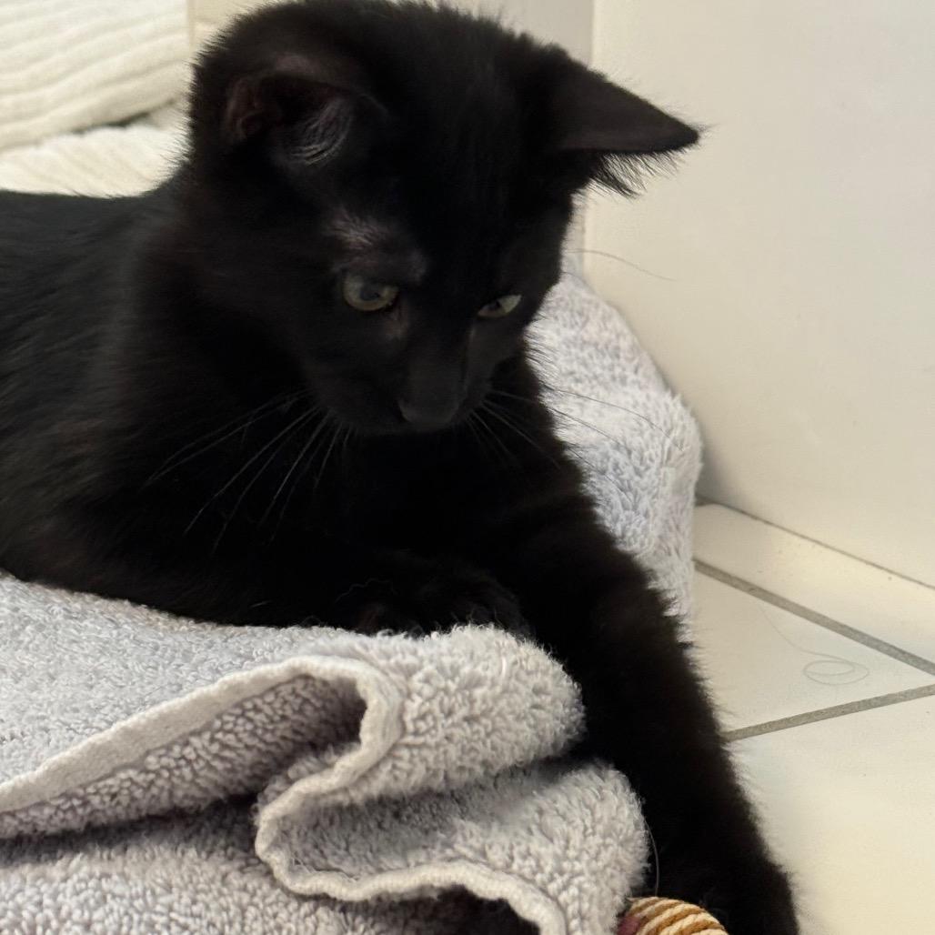 Enlarge Koda, a Adoptable Domestic Short Hair in Pleasanton, CA image 3/3