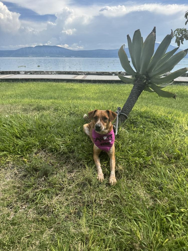 Gala, a Adoptable mixed breed in Gig Harbor, WA image 2/6