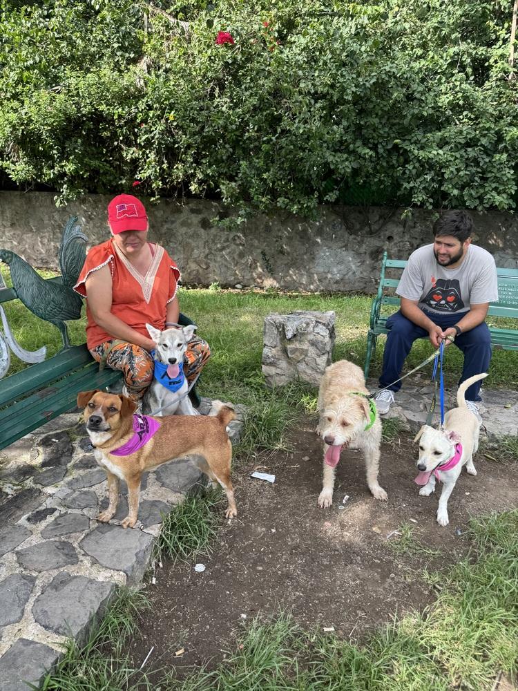 Gala, a Adoptable mixed breed in Gig Harbor, WA image 4/6