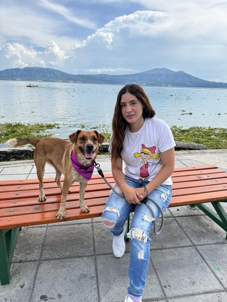 Gala, Adoptable, Young Female Cattle Dog.