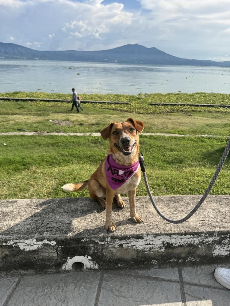 Gala, a Adoptable mixed breed in Gig Harbor, WA image 6/6