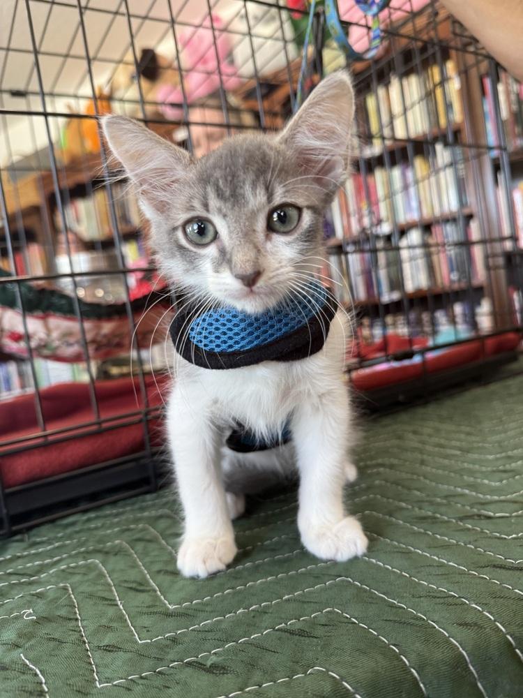 Cargo, a Adoptable mixed breed in Saint Augustine, FL image 3/6