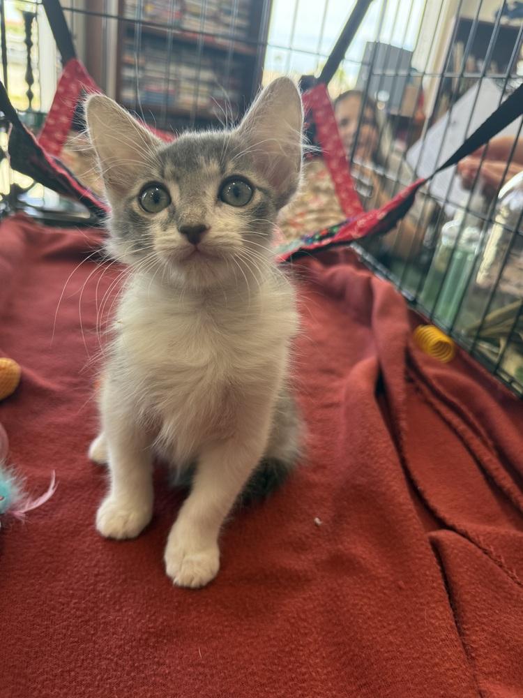 Cargo, a Adoptable mixed breed in Saint Augustine, FL image 5/6