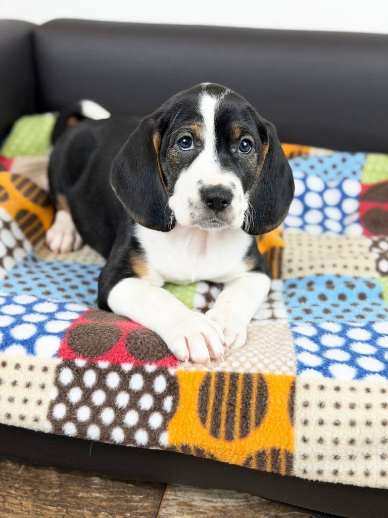 Retro Toy Litter  thumbnail 2