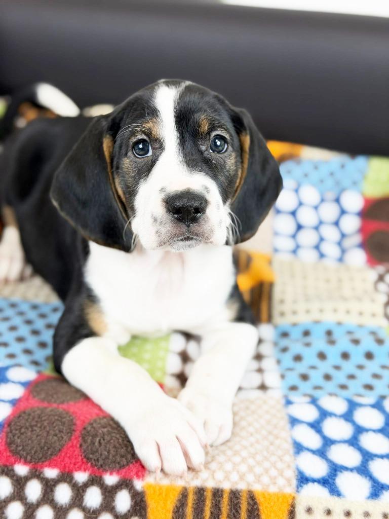 Retro Toy Litter  thumbnail 3