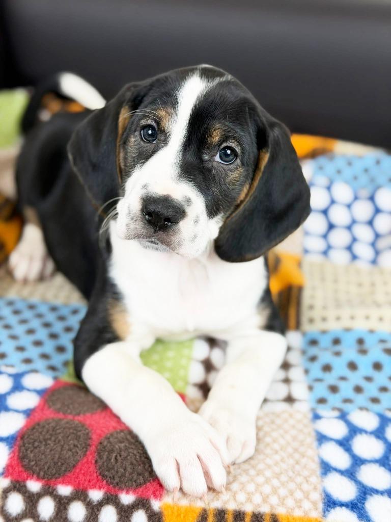 Retro Toy Litter  thumbnail 4