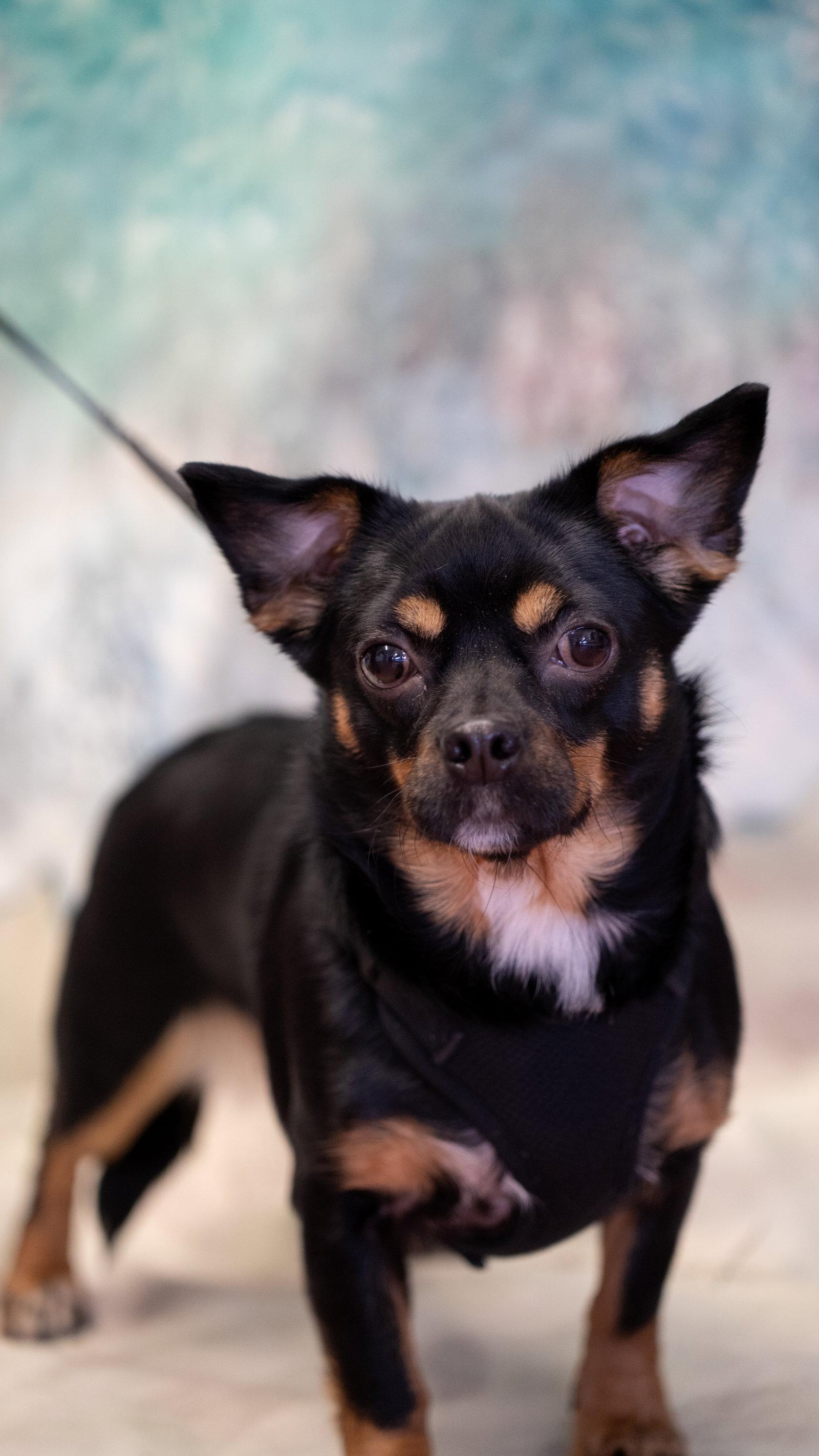 Oakley, Adoptable, Young Female Rat Terrier & Terrier.