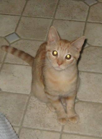 Enlarge BoPeep, a Adopted Tabby in Kirkwood, DE image 1/3