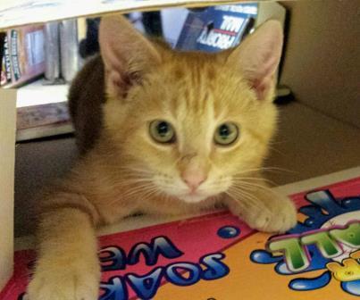BoPeep, Young Female Tabby