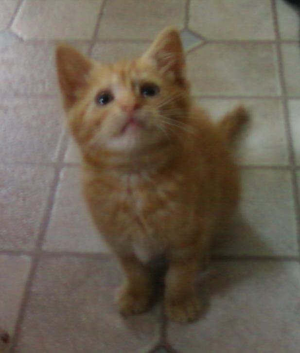 Enlarge BoPeep, a Adopted Tabby in Kirkwood, DE image 3/3