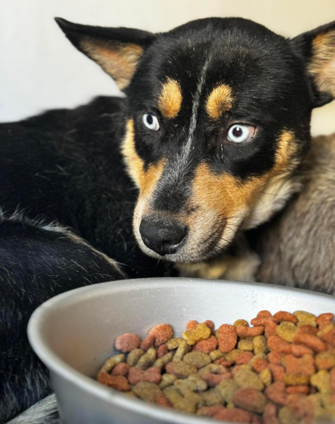 Enlarge Iris , a ADOPTABLE mixed breed in Tacoma, WA image 4/4