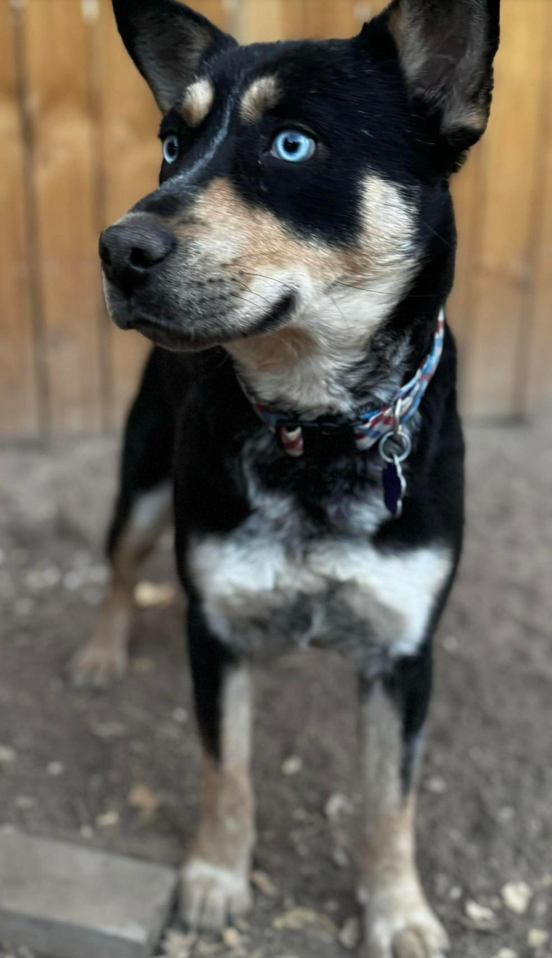 Enlarge Iris , a ADOPTABLE mixed breed in Tacoma, WA image 1/4