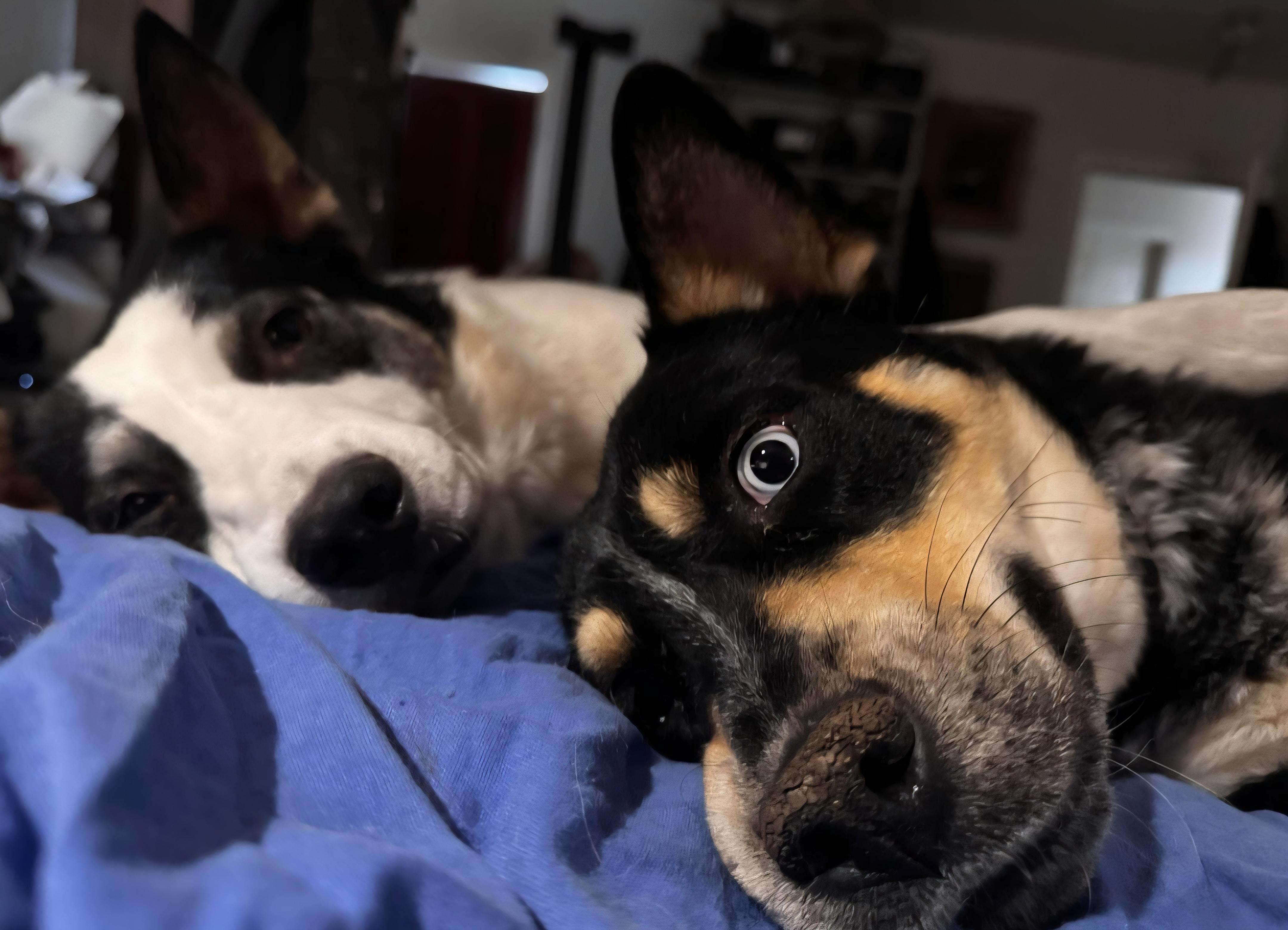 Enlarge Iris , a ADOPTABLE mixed breed in Tacoma, WA image 3/4