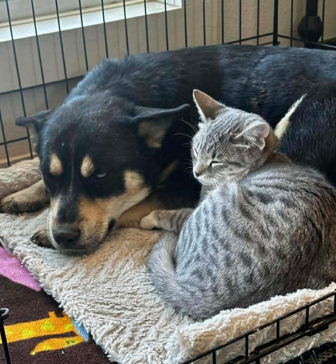 Enlarge Iris , a ADOPTABLE mixed breed in Tacoma, WA image 2/4