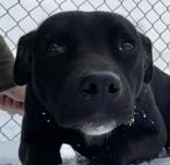 Enlarge Todd, a ADOPTABLE Pit Bull Terrier in Glasgow, KY image 1/2