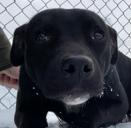 Enlarge Todd, a ADOPTABLE Pit Bull Terrier in Glasgow, KY image 3/3