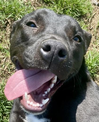 Enlarge Todd, a ADOPTABLE Pit Bull Terrier in Glasgow, KY image 1/3