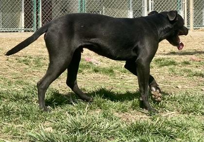Enlarge Todd, a ADOPTABLE Pit Bull Terrier in Glasgow, KY image 2/3