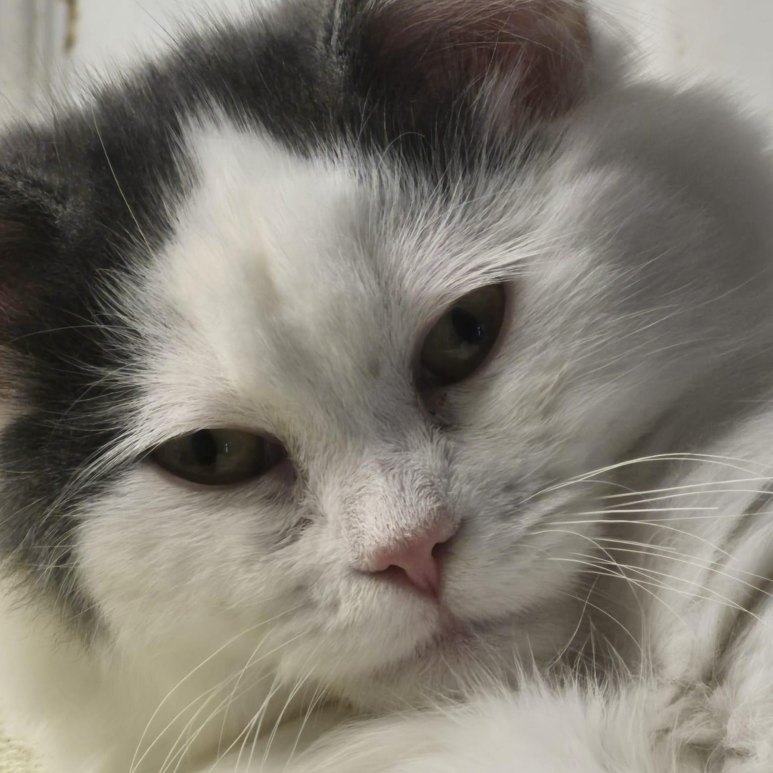 Ozzy, ADOPTABLE, Kitten Male Domestic Long Hair.