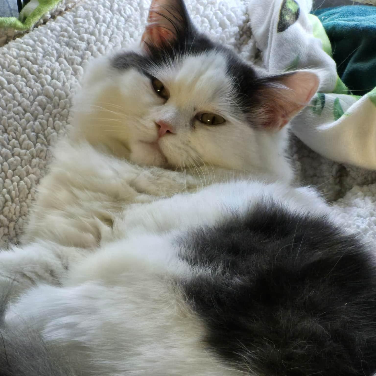 Ozzy, a ADOPTABLE Domestic Long Hair in Chatham, ON image 2/5