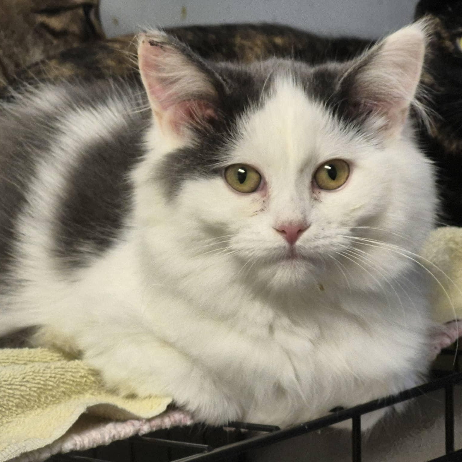 Ozzy, a ADOPTABLE Domestic Long Hair in Chatham, ON image 3/5