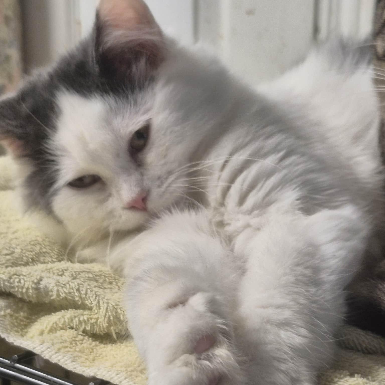 Ozzy, a ADOPTABLE Domestic Long Hair in Chatham, ON image 4/5