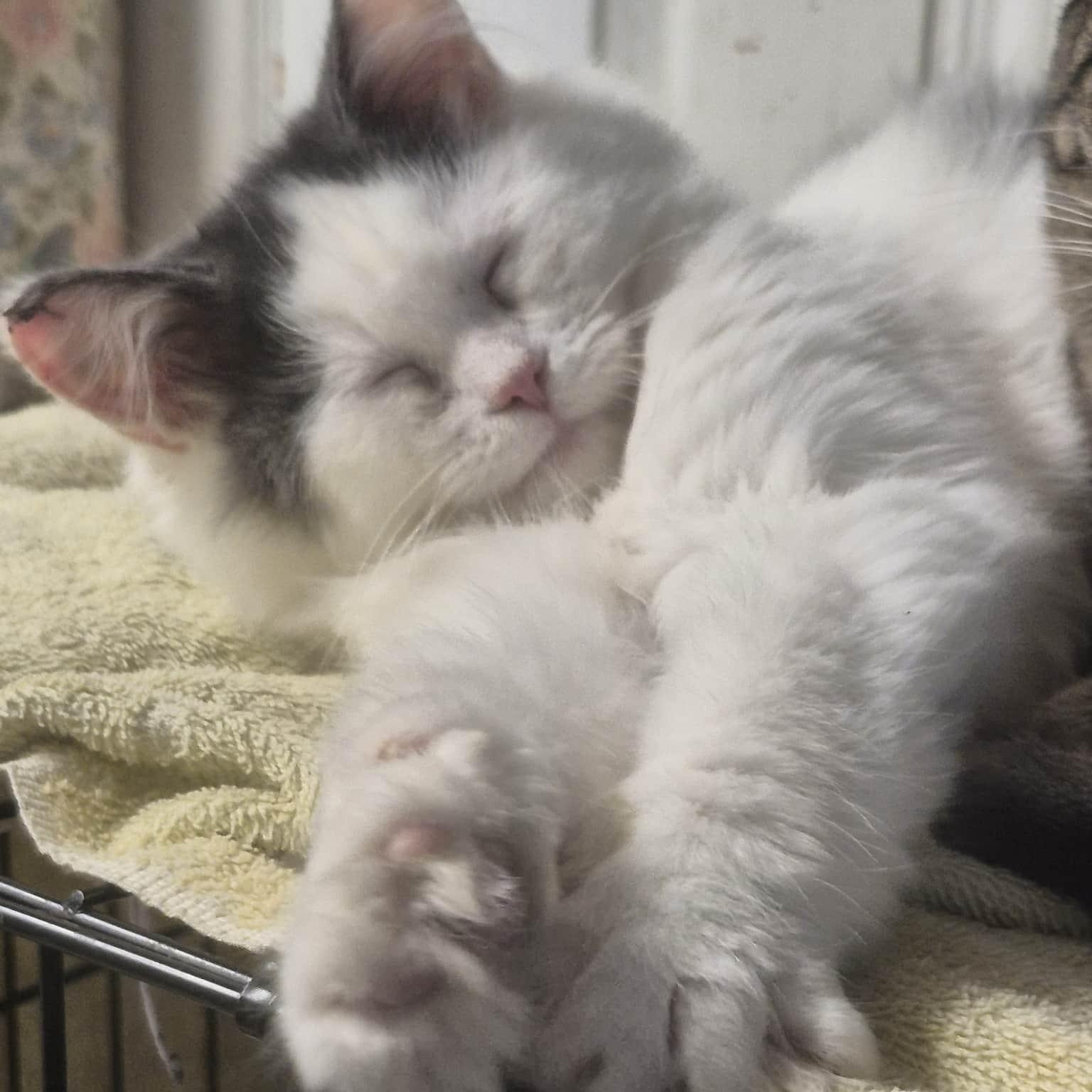 Ozzy, a ADOPTABLE Domestic Long Hair in Chatham, ON image 5/5